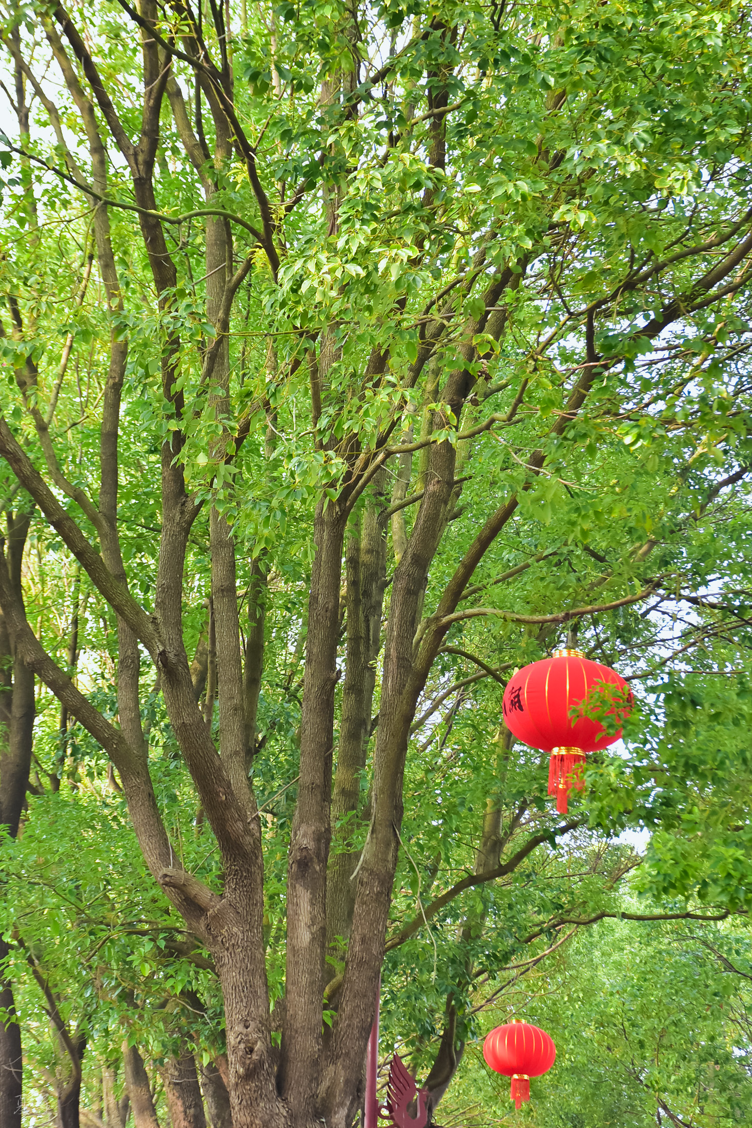 DSC_3009.jpg