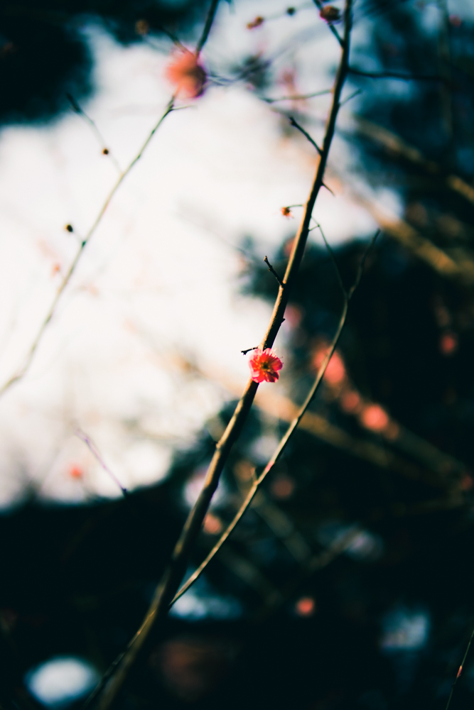 _MG_6729.jpg