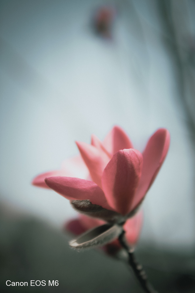 _MG_6794.jpg