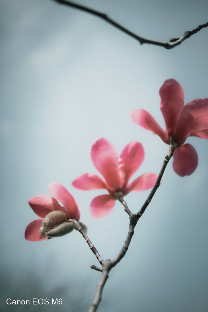 _MG_6806.jpg