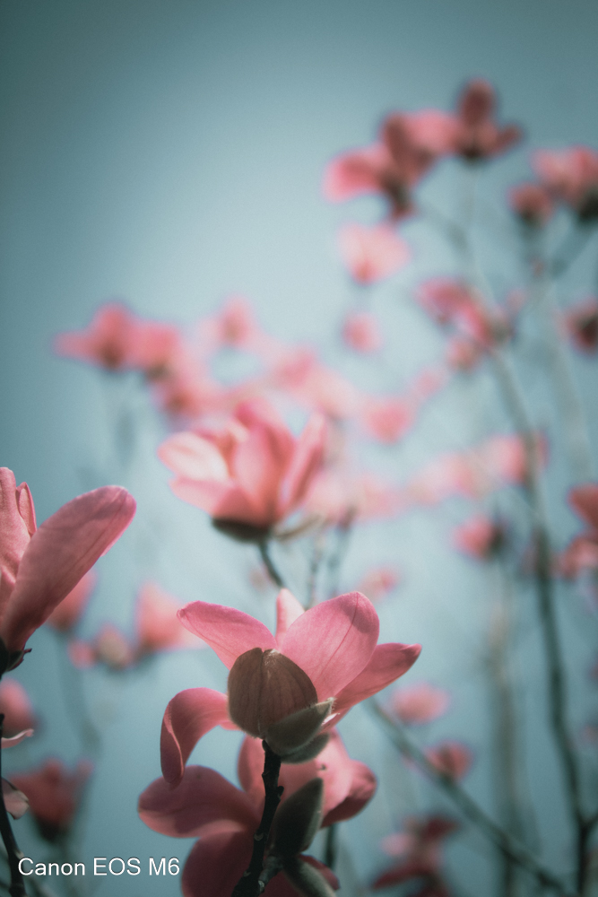 _MG_6799.jpg