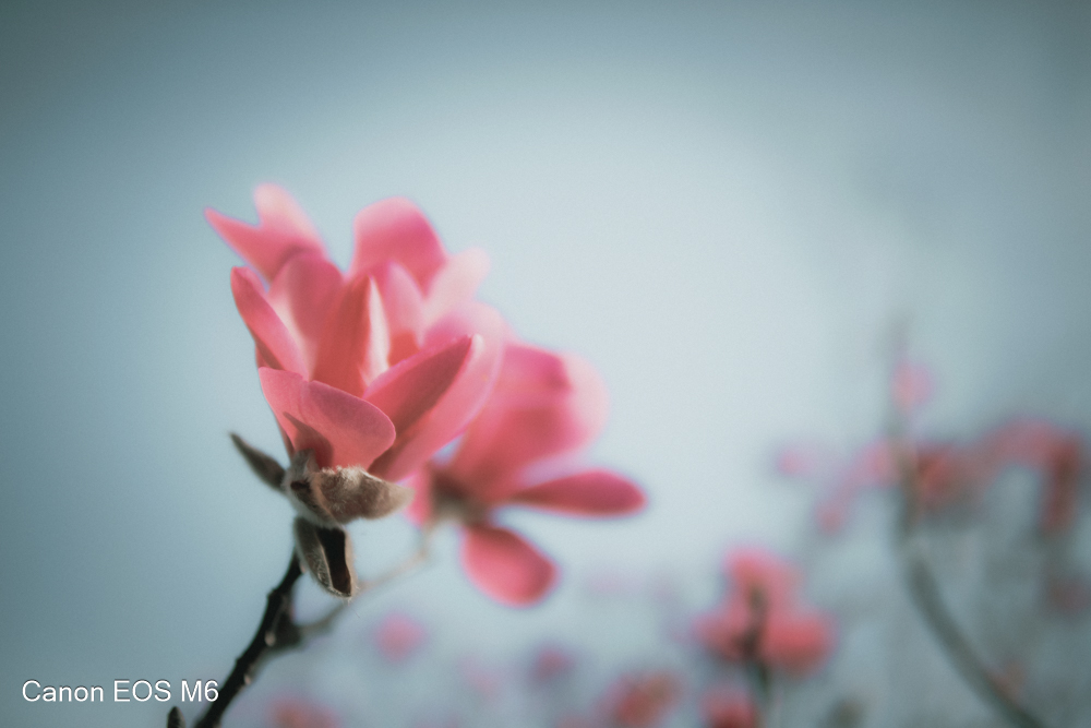 _MG_6822.jpg