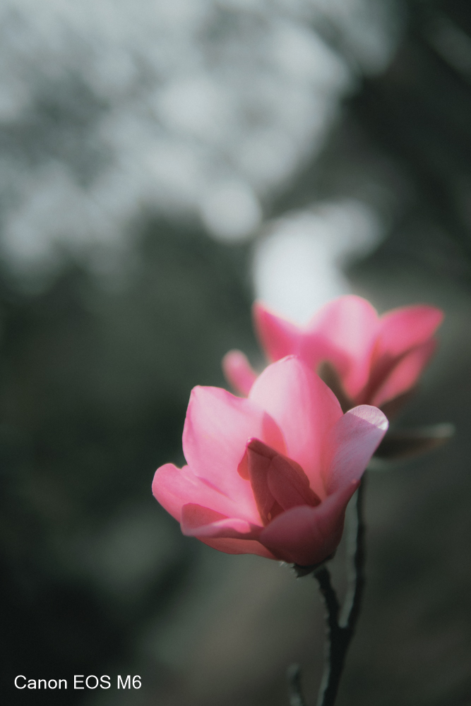 _MG_6821.jpg