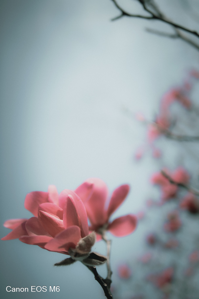 _MG_6823.jpg