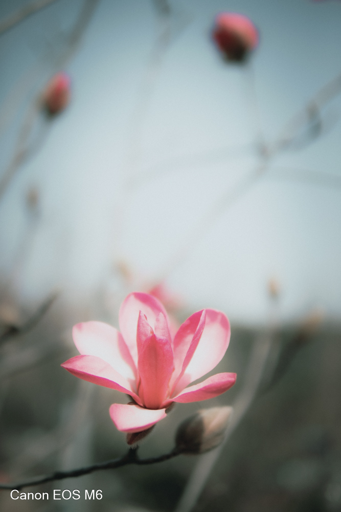 _MG_6827.jpg