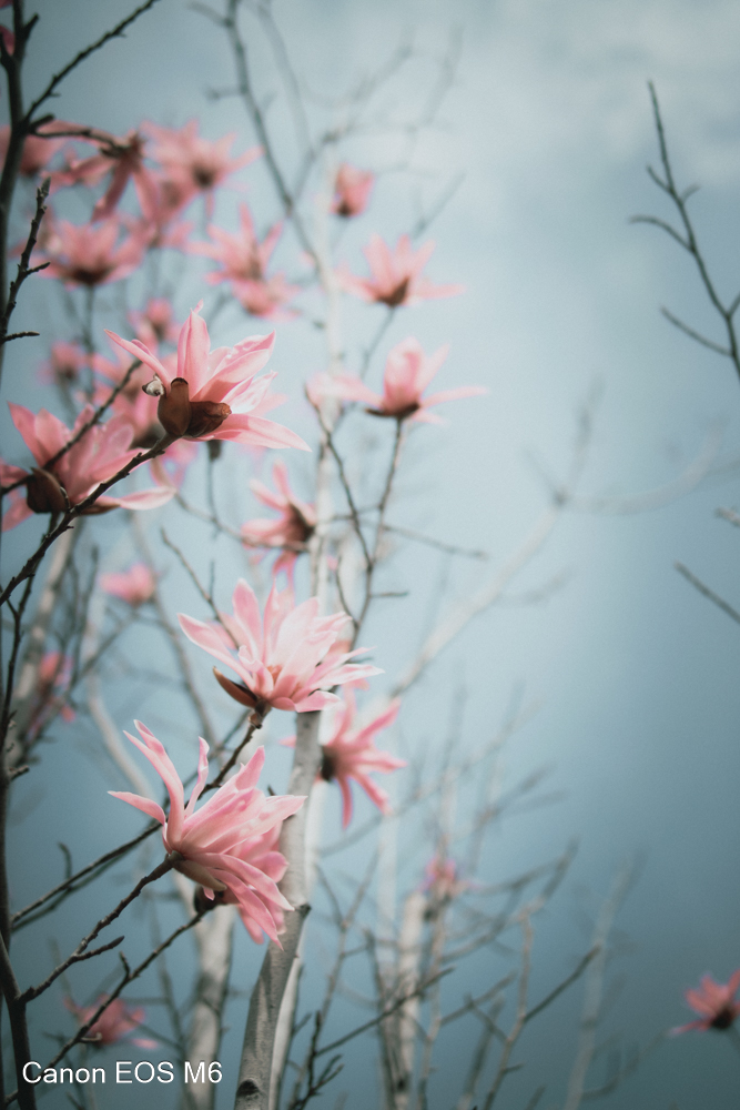 _MG_6845.jpg