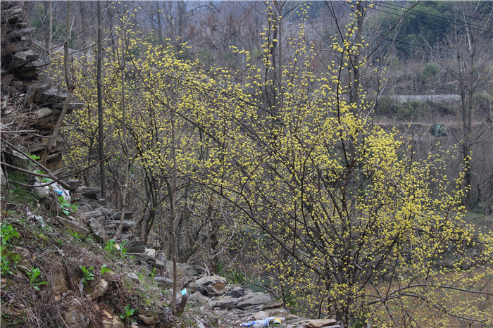 IMG_6832.jpg