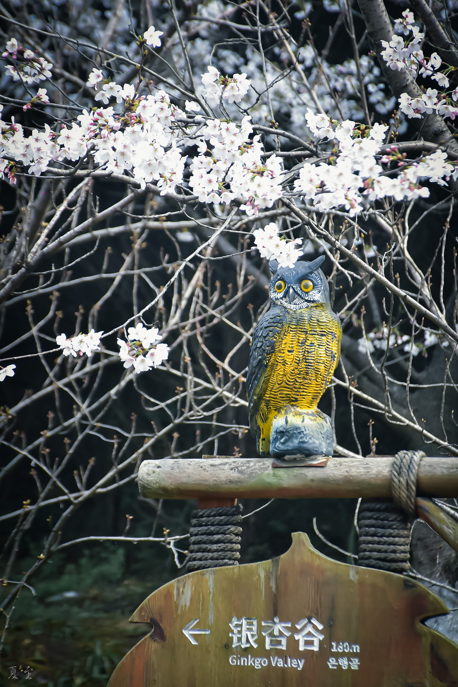 DSC_3235.jpg