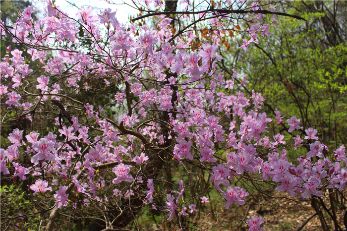 IMG_7598.jpg