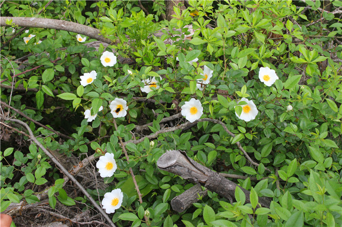 IMG_7699.jpg