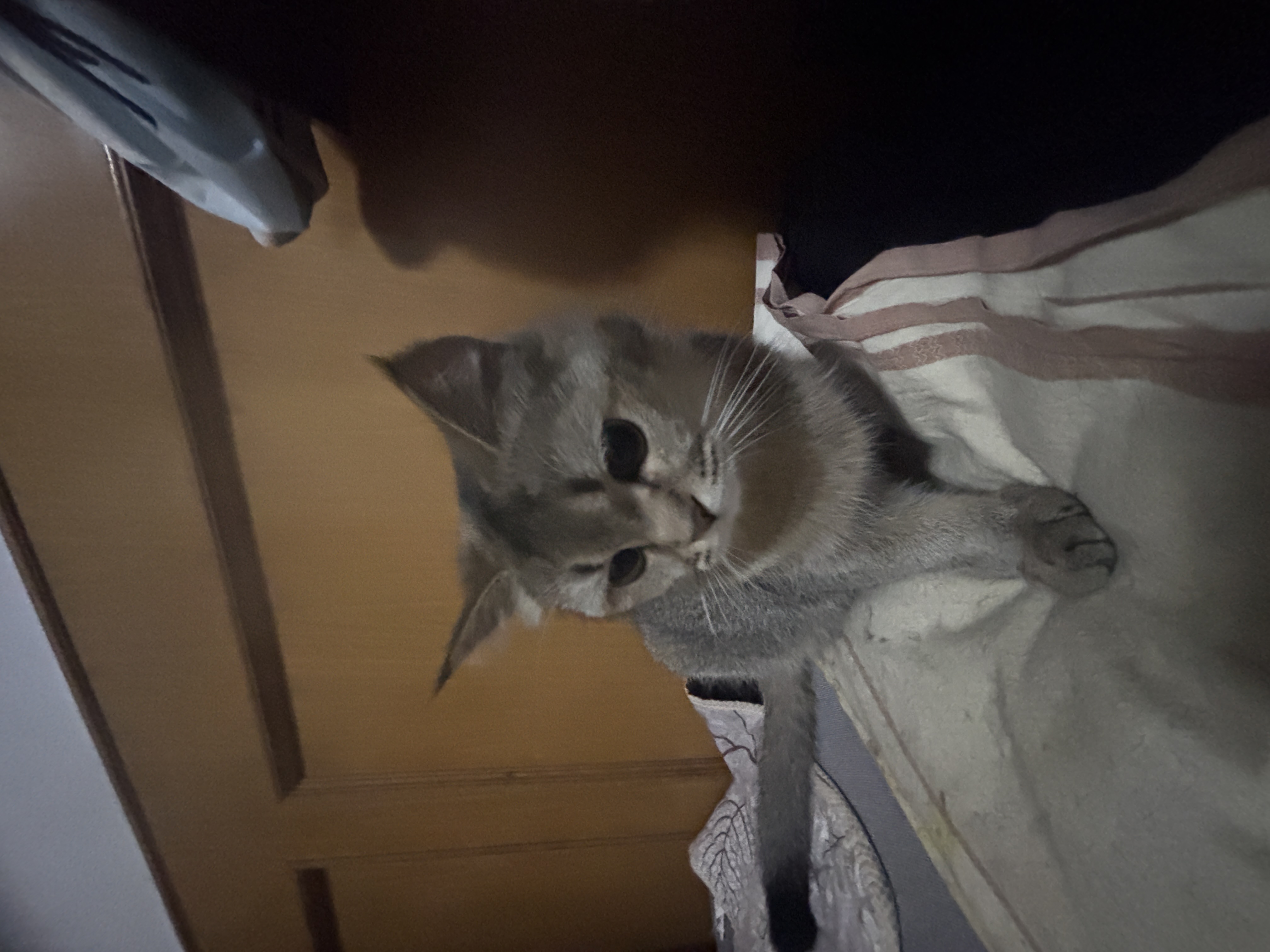 IMG_3876.jpeg